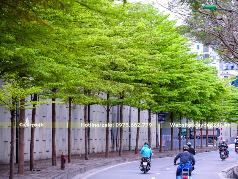 Hàng cây Bàng Đài Loan trồng vỉa hè trên Hà Nội