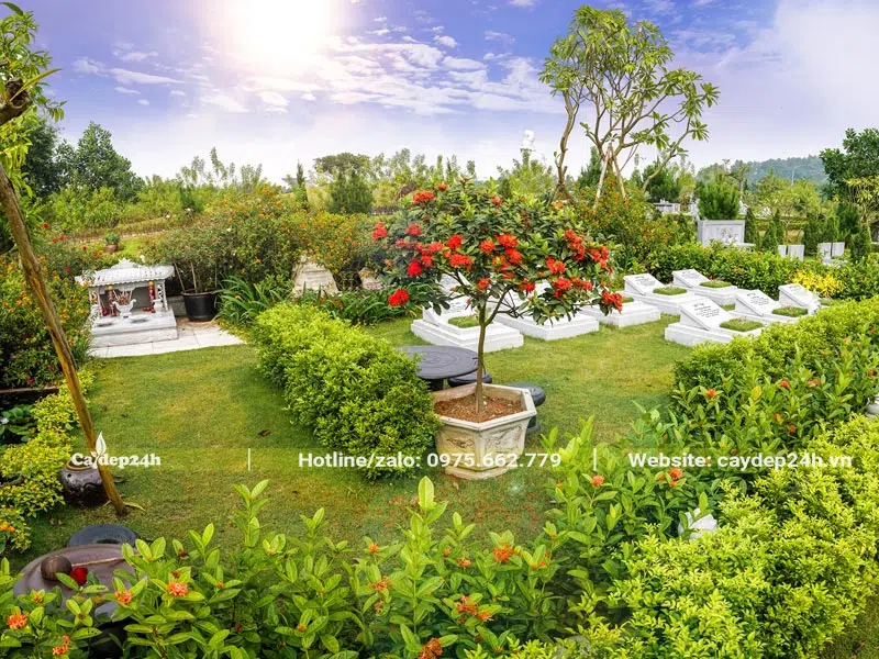 Cây trồng xung quanh mộ chiều cao trên dưới 1m