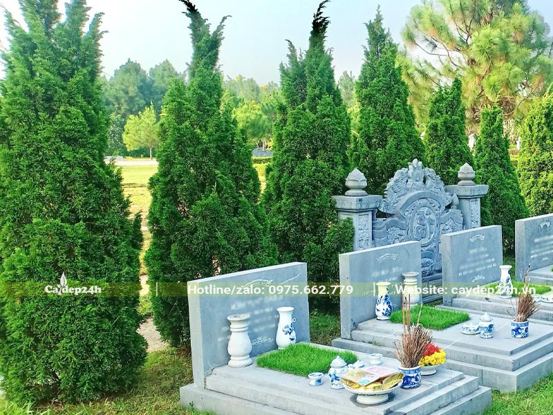 Hàng cây Tùng Tháp cao hơn 3m trồng ở sau các ngôi mộ