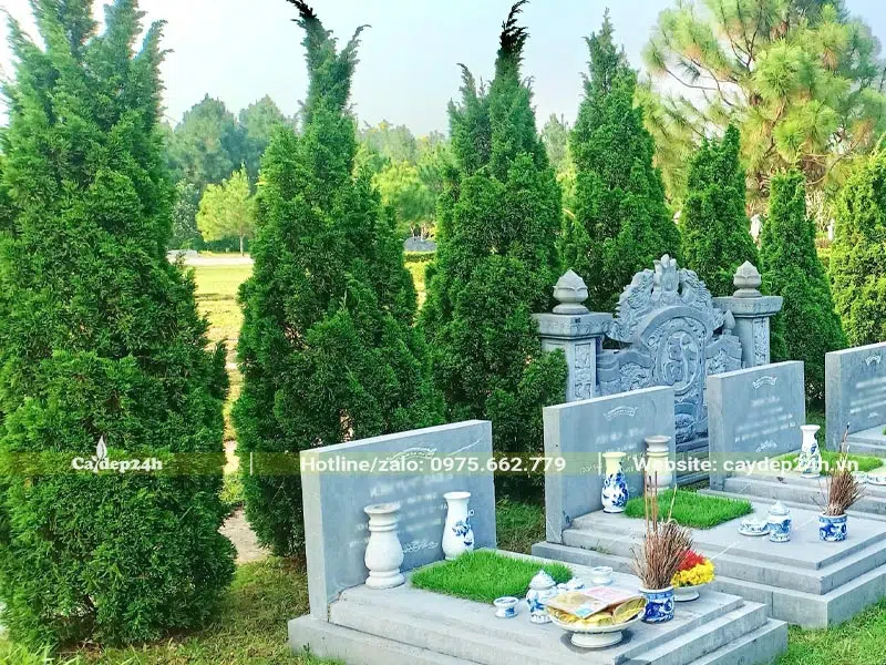 Hàng cây Tùng Tháp cao hơn 3m trồng ở sau các ngôi mộ
