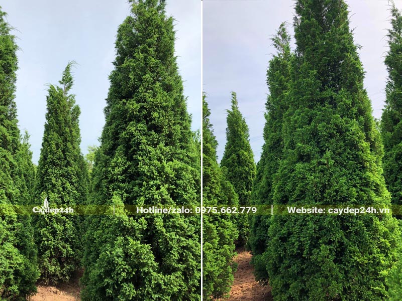 Vườn trồng cây Tùng Tháp lâu năm, chiều cao 2 - 3m