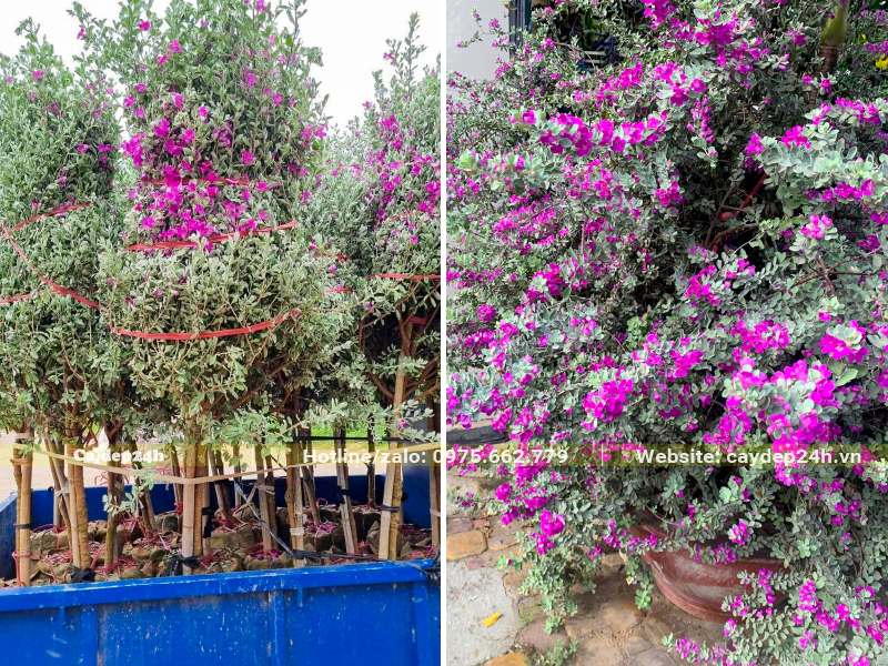 Chuyển cây lên xe công nông nhỏ để chuyển từ vườn ra xe tải