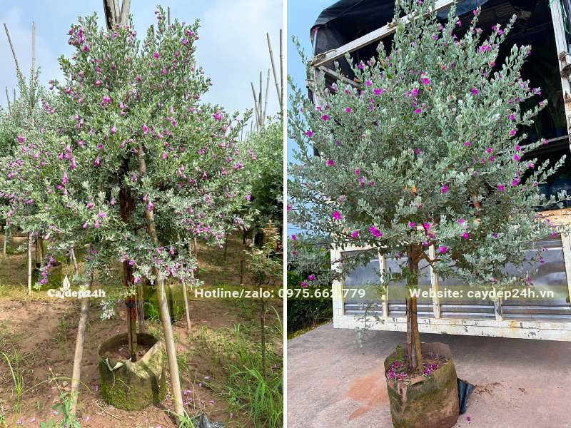 Chọn cây Tuyết Sơn Phi Hồng sẵn hoa chiều cao hơn 2m