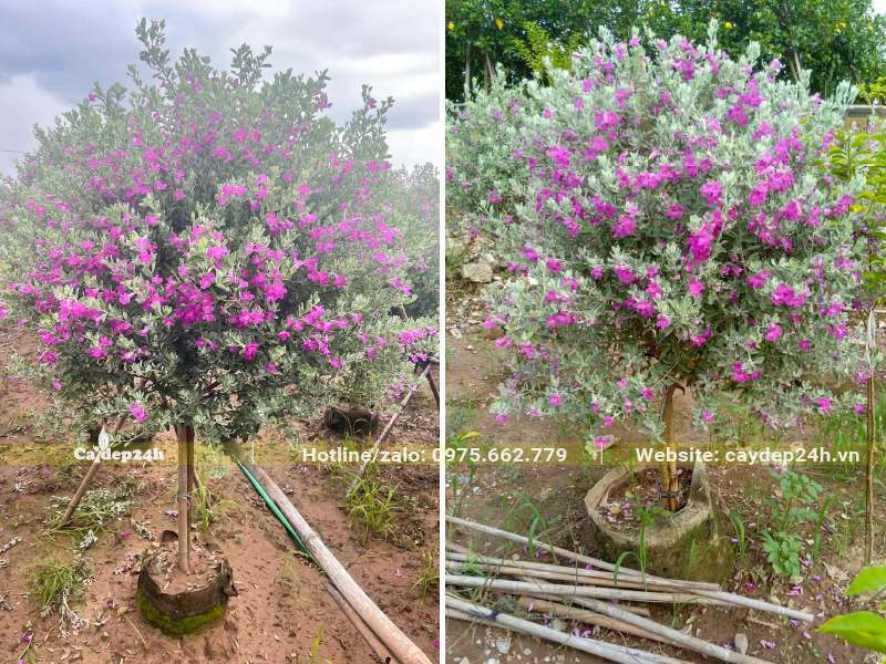 Chuyển hàng chục cây Tuyết Sơn Phi Hồng cao 1m đang ra hoa đến trồng tại khu đô thị