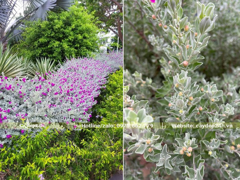 Đường viền xinh đẹp bằng cây Tuyết Sơn Phi Hồng lá bạc, hoa màu hồng tím