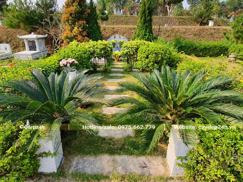 Cây Vạn Tuế trồng ở mộ có tán lá xòe đẹp