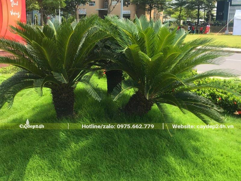 Bụi cây Vạn Tuế trồng trong tiểu cảnh trường học