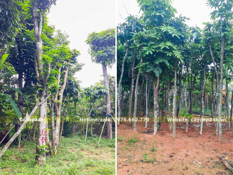 Vườn dâm ủ kỹ cây Vàng Anh công trình