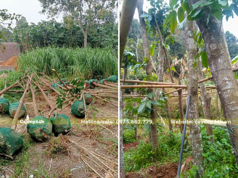 Bứng nóng cây Vàng Anh lá lớn đường kính gốc 7 - 10cm