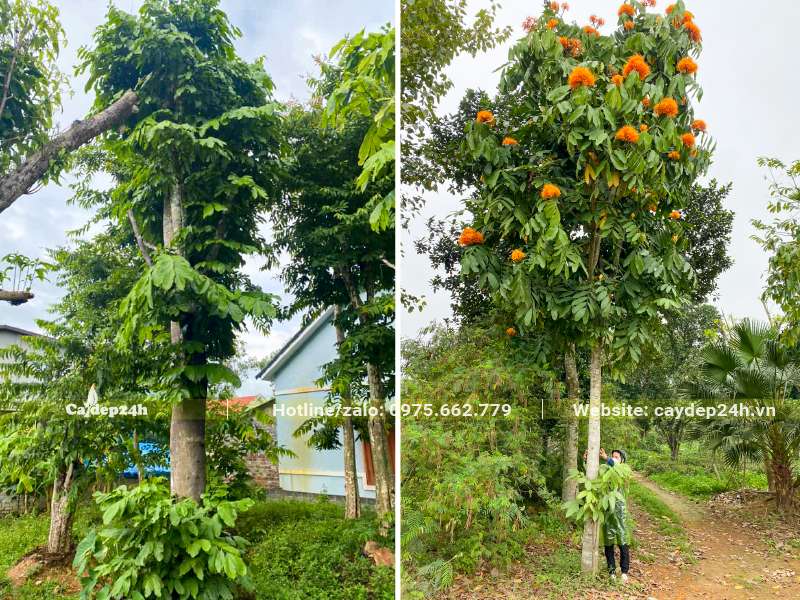 Cây Vàng Anh ra hoa đẹp, cây dâm ủ thân thẳng