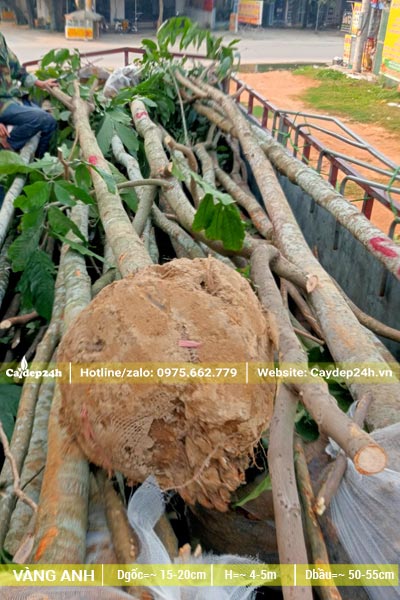 Xếp hàng chục cây Vàng Anh đk gốc 20cm lên xe, tất cả đã tỉa tay cành