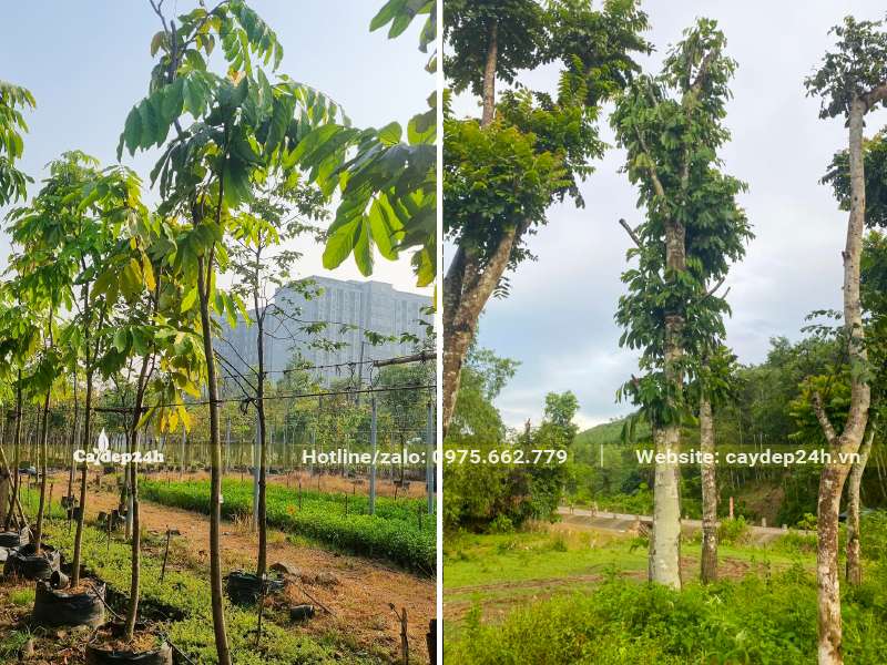 Vườn dưỡng cây Vàng Anh đường kính gốc từ 5cm đến 20cm, 30cm