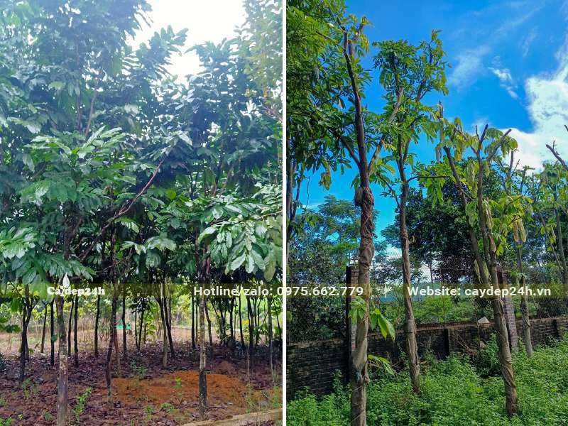 Chọn và bứng bầu cây Vàng Anh công trình đường kính gốc 8 - 10cm