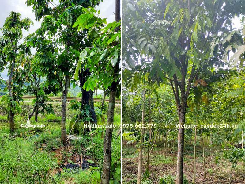 Dưỡng số lượng lớn cây Vàng Anh đường kính thân 8 - 10cm vị trí đo cách gốc 1m