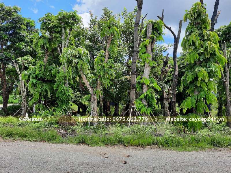 Vườn dưỡng cây Vàng Anh cổ thụ đường kính gốc 20 - 30cm