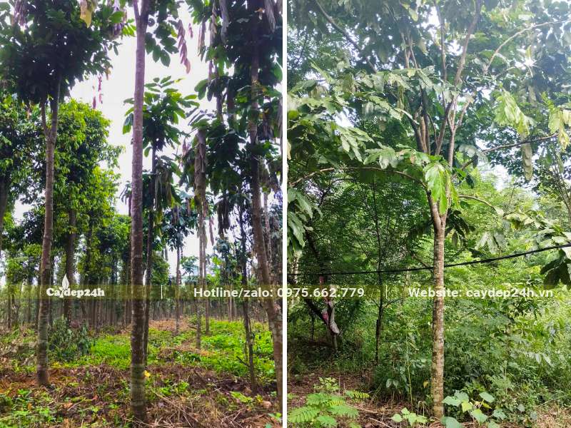 Chọn cây kích thước bạn muốn ngay tại vườn trồng và dưỡng Vàng Anh lâu năm