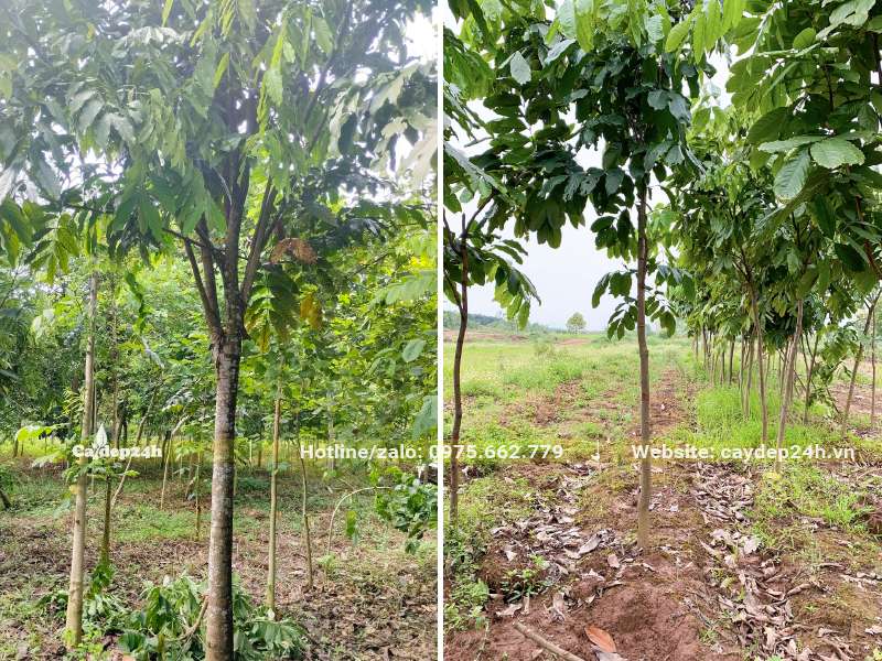 Vườn trồng cây Vàng Anh công trình đường kính gốc từ 3 - 10cm
