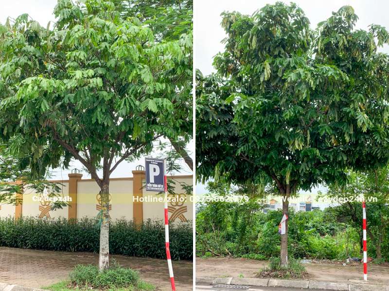 Những cây Vàng Anh trưởng thành đường kính tán hơn 3m trồng trên vỉa hè đường phố