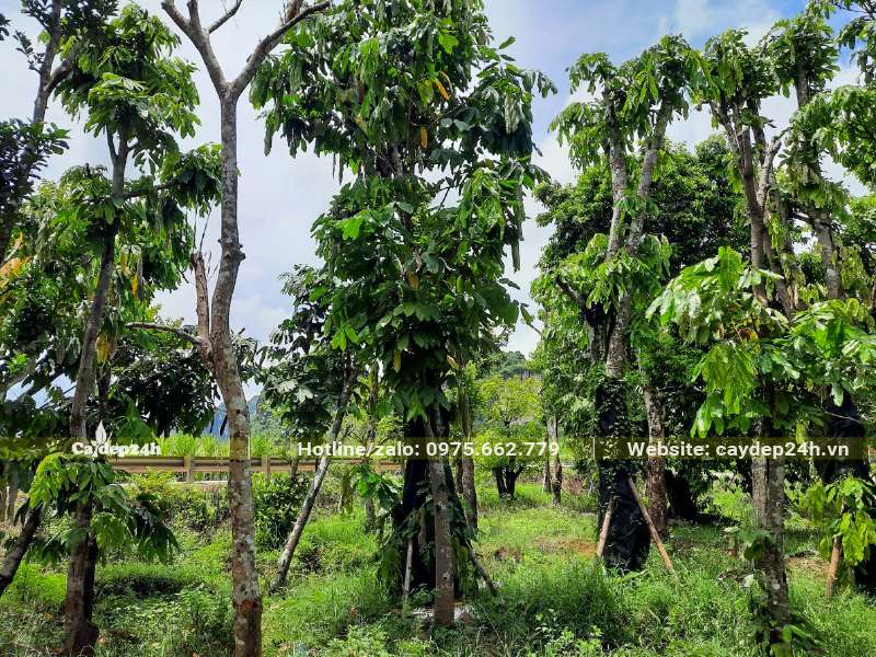 Hàng Cây Vàng Anh dâm ủ lâu năm, chiều cao khoảng 4 - 5m, đk gốc gần 20cm