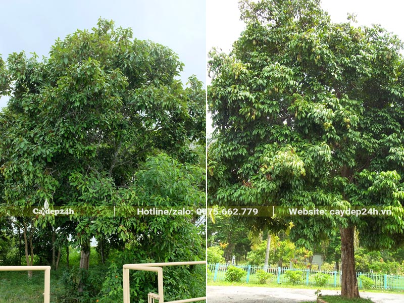 Cây Viết trồng vỉa hè đô thị chiều cao khoảng 6 - 7m