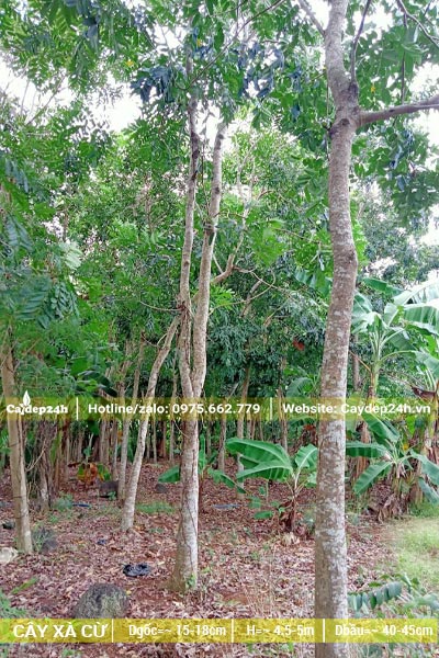 Vườn cây Xà Cừ bứng thẳng, chiều cao vượt trội, đk gốc 15cm