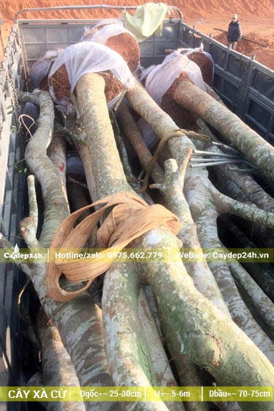 Nhà vườn đang xếp lên xe hơn 10 cây Xà Cừ đường kính gốc >20cm