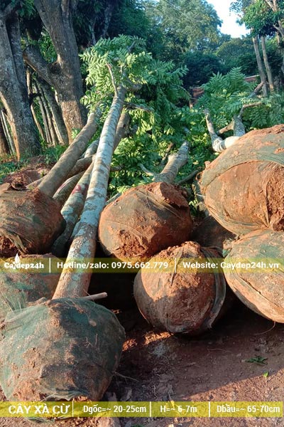 Cây Xà Cừ đường kính gốc 20cm mới bứng bầu