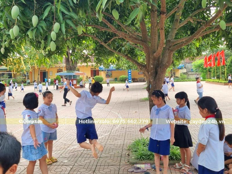 Cây Xoài sai trĩu quả trồng trong sân trường tiểu học