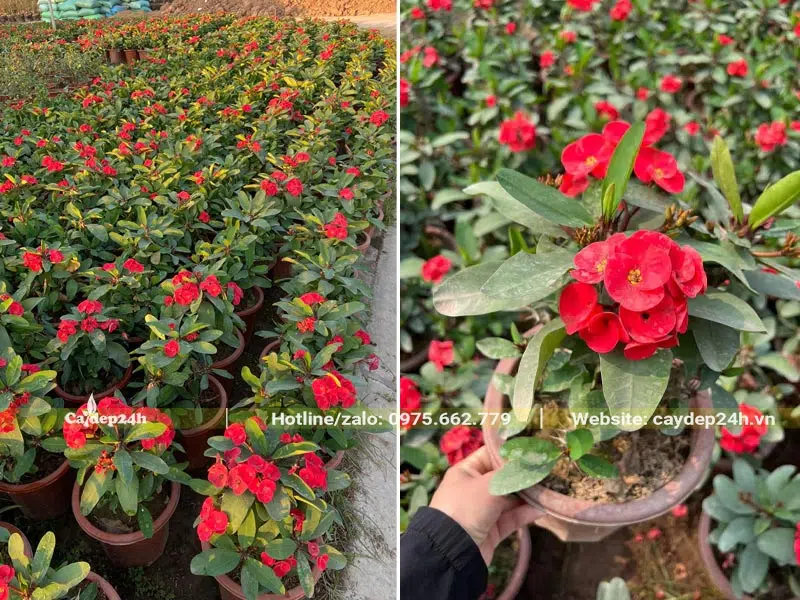 Vườn trồng và chăm sóc số lượng lớn cây Xương Rồng Bát Tiên cao 30 - 40cm, đang ra hoa đỏ rực