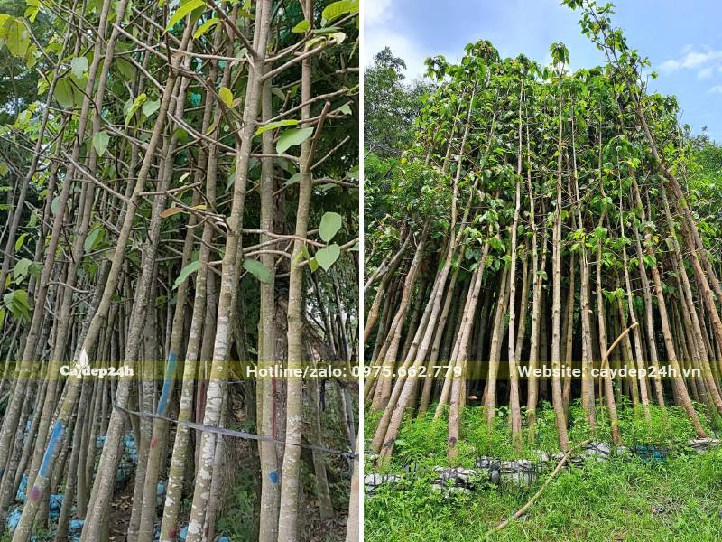Khu tập trung cây Dầu Rái dâm ủ đường kính gốc 8 - 12cm