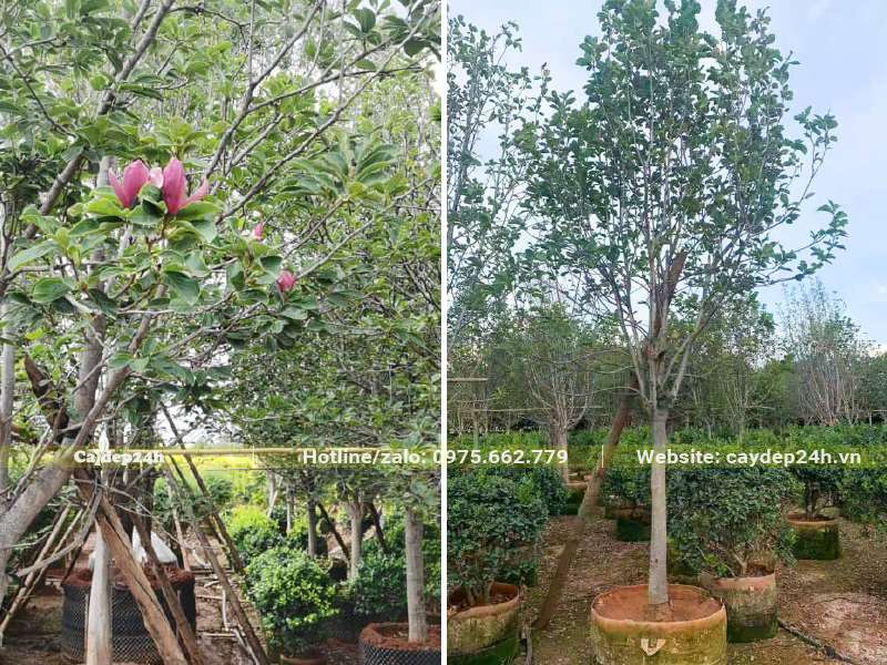 Mộc Lan dâm ủ bầu nổi, đã chăm sóc nhiều năm tại nhà vườn