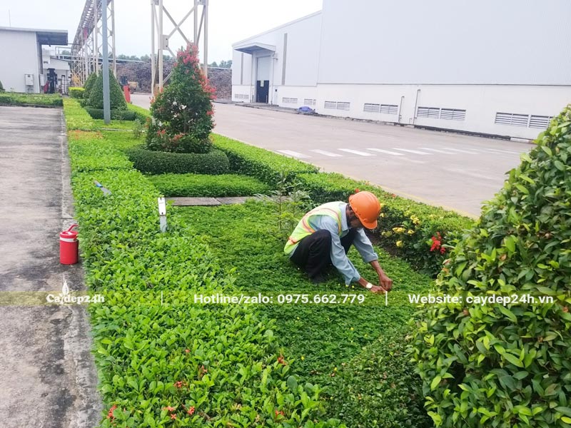 Công nhân đang dọn cỏ cho bồn cây trồng nhà máy