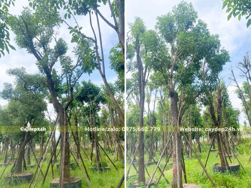 Vườn dưỡng ủ cây chuông vàng cổ thụ trong bầu nổi, đường kính gốc 20 - 30cm