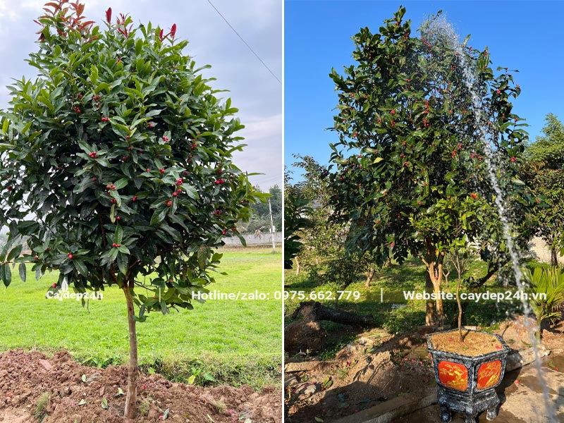 Chăm sóc định kỳ bao gồm làm cỏ và tưới nước cho cây Hải Đường