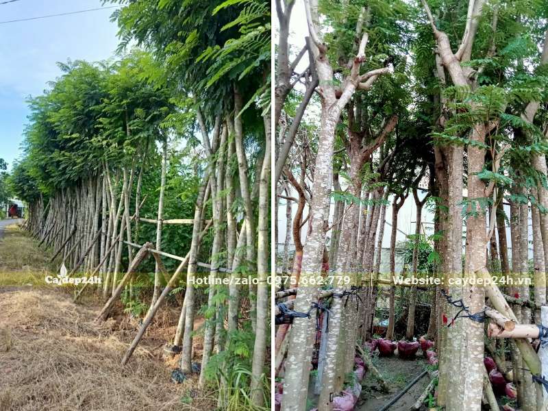 Hàng cây Lim Xẹt đường kính gốc 15 - 20cm được dưỡng ủ trong bầu