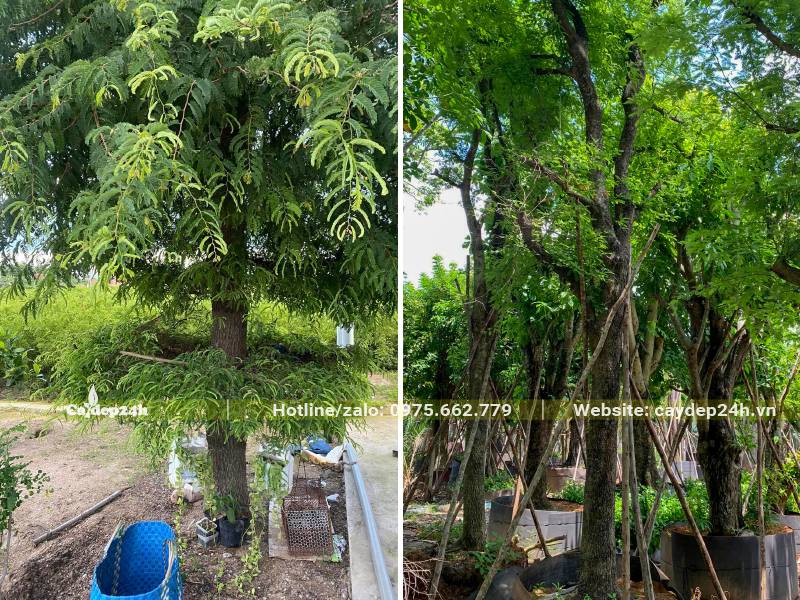 Bứng và dâm ủ cây me lâu năm đường kính gốc 25cm