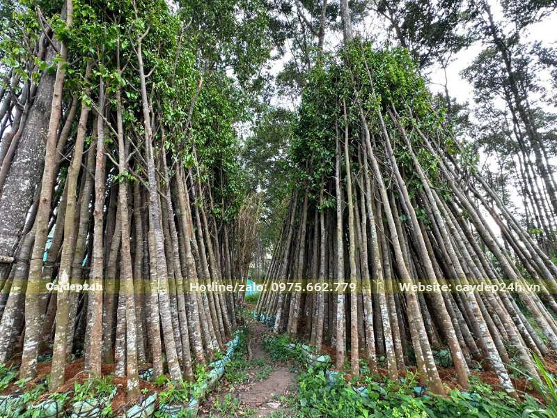 Dựng hàng trăm cây Sao Đen thành một đống lớn để dưỡng ủ