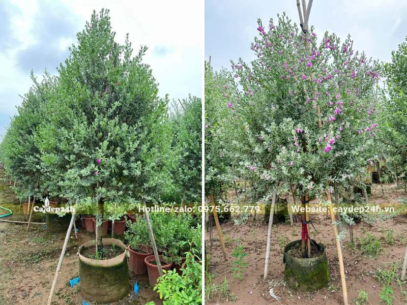 Cây Tuyết Sơn Phi Hồng tán hình tháp, chiều cao hơn 2m, đang ra hoa