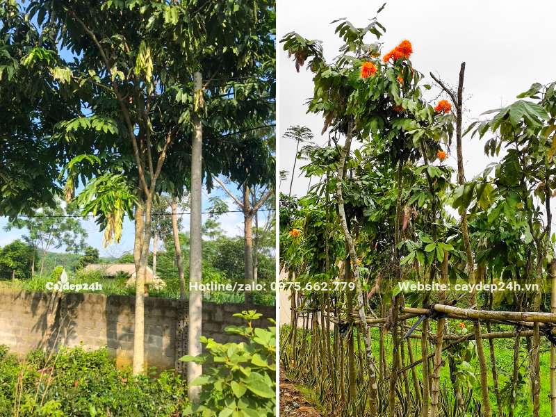 Vườn cây hoa Vàng Anh trưởng thành