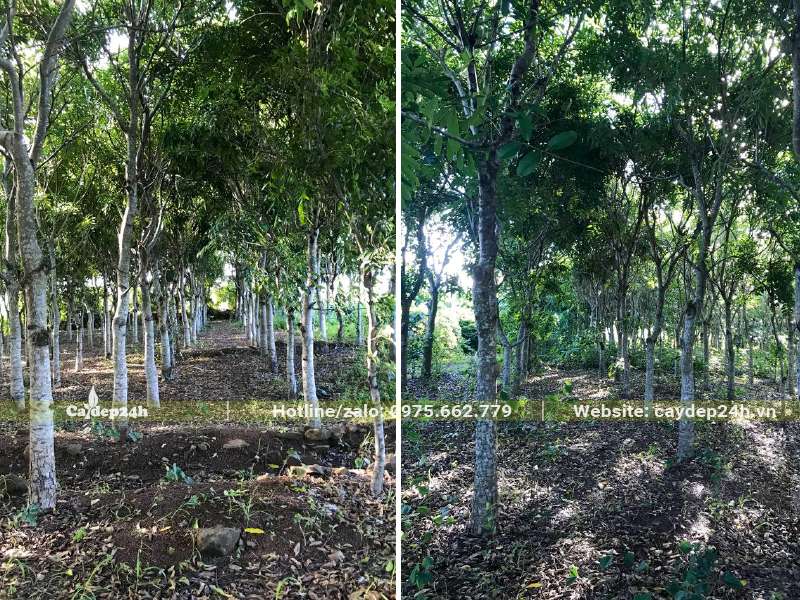 Chăm sóc vườn cây Xà Cừ trồng 7 - 8 năm, đk gốc 10 - 15cm