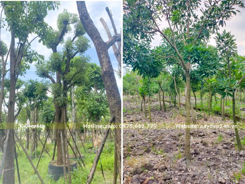 Chuông Vàng trưởng thành đã dâm ủ nhiều năm và cây đang nuôi trồng tại nhà vườn