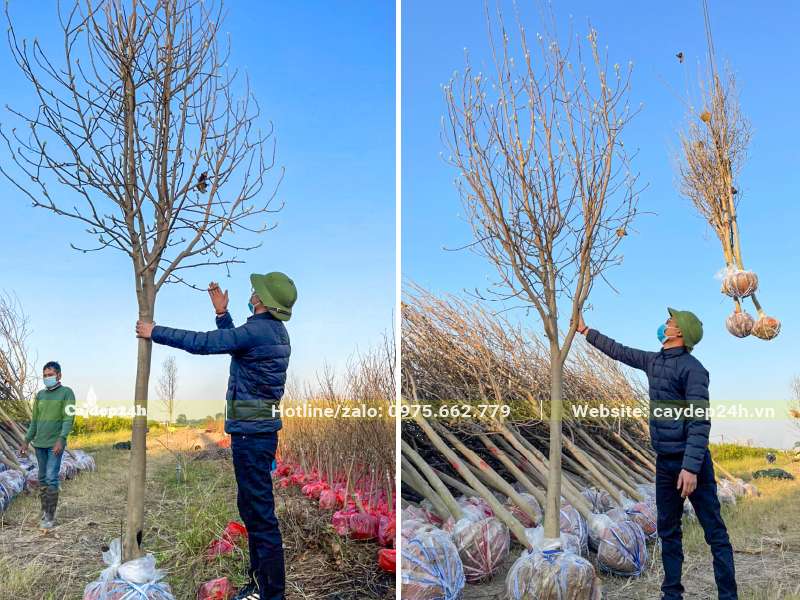 Kiểm tra hàng chục cây hoa Mộc Lan mới bứng bầu, chiều cao khoảng 4m