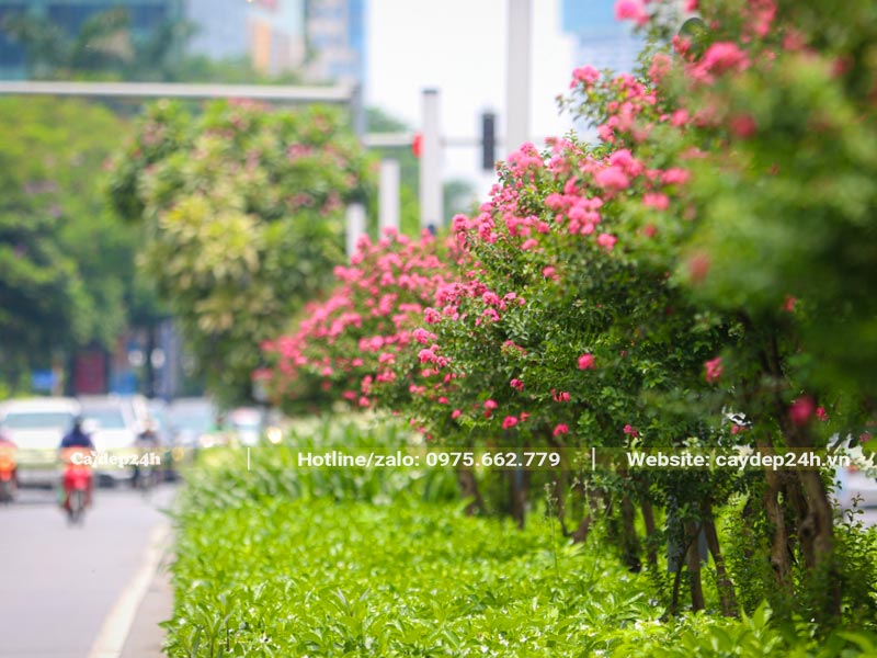 Hàng cây hoa Tường Vi trồng dải phân cách đường phố