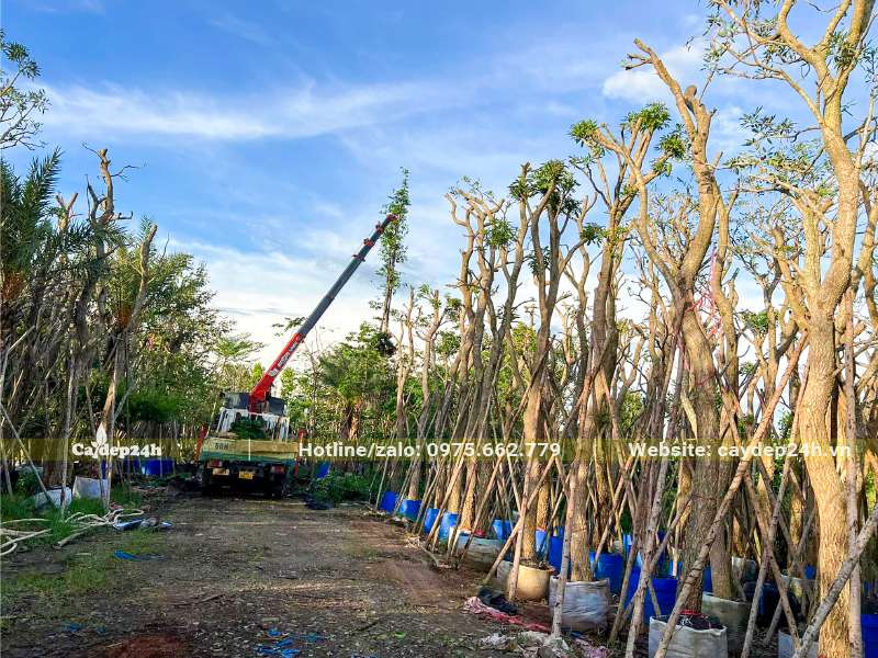 Chọn cây theo yêu cầu của khách, hàng lâu năm kích thước lớn