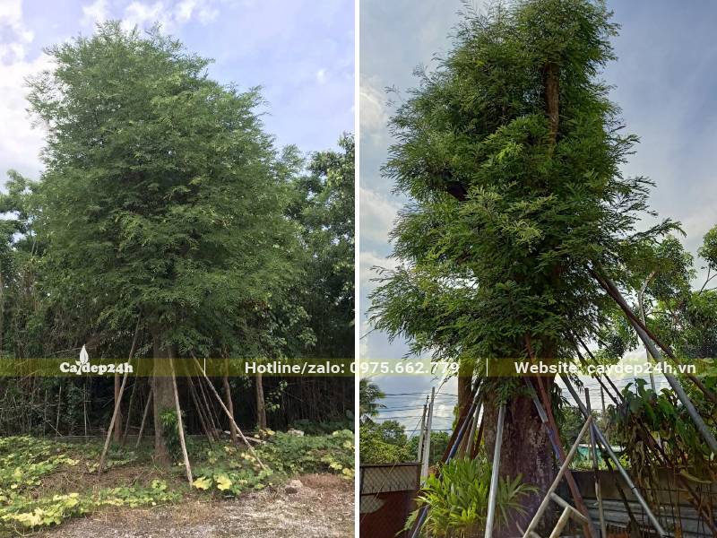 Hai cây Me lâu năm chiều cao 5 - 7m