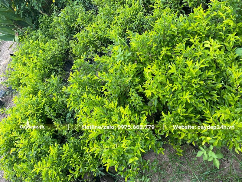 Hàng chục bầu cây Chuỗi Ngọc cao 3cm