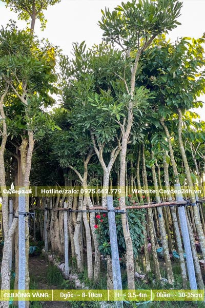 Dưỡng hàng trăm cây Chuông Vàng đường kính gốc 8cm