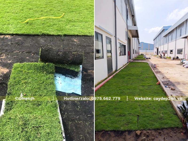 Thu hoạch Cỏ Nhật thành từng miếng để trải trồng khuôn viên nhà máy