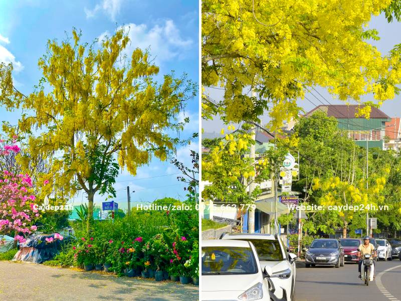 Những hàng cây Muồng Hoàng Yến đang khoe sắc hoa vàng rực rỡ