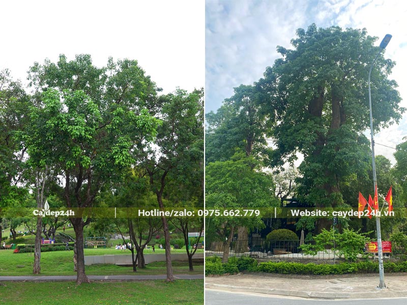 Cây Nhội cổ thụ trồng trong công viên